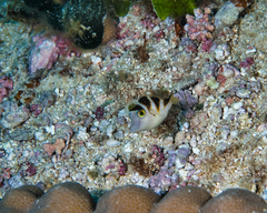 Canthigaster coronata