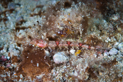 Synodus rubromarmoratus