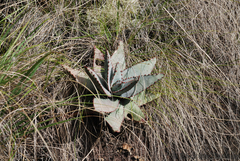 Aloe conifera
