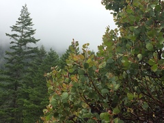 Arctostaphylos patula
