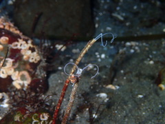 Spiochaetopterus costarum