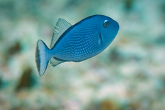 Xanthichthys auromarginatus