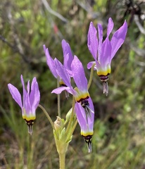 Primula clevelandii gracilis