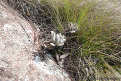 Kalanchoe tomentosa
