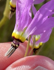 Primula clevelandii gracilis