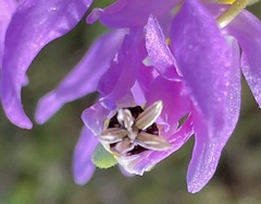 Primula clevelandii gracilis