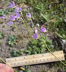 Primula clevelandii gracilis