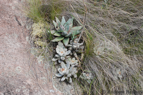 Aloe conifera, photograph 1