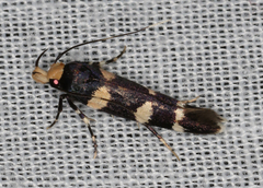Limnaecia trissodesma
