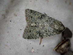 Ichneutica virescens