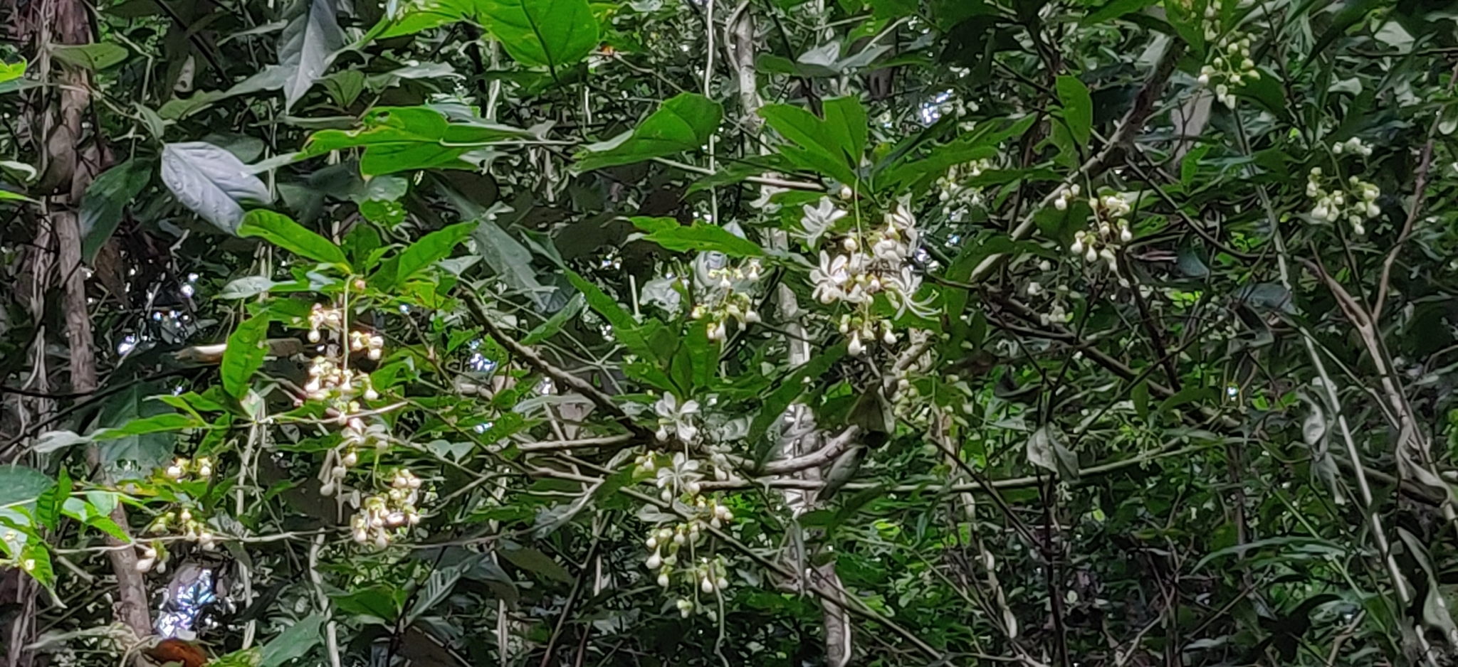 Clerodendrum Nutans (Clerodendrum nutans)