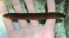 Ribbon Prickleback photo 2