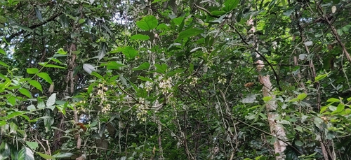 Clerodendrum nutans, photograph 1