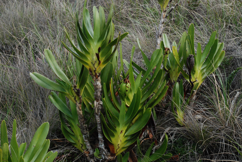 Angraecum sororium, photograph 3
