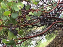 Arctostaphylos patula