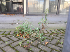 Senecio quadridentatus