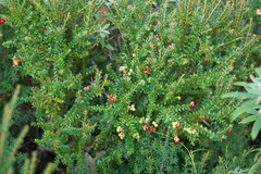 Acrothamnus maccraei