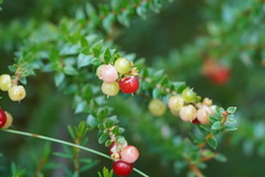 Acrothamnus maccraei