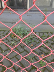 Senecio quadridentatus