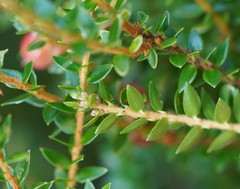 Acrothamnus maccraei