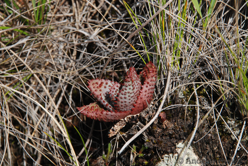 Aloe conifera, photograph 2