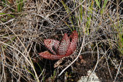 Aloe conifera
