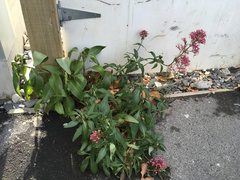 Centranthus ruber