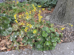 Ligularia
