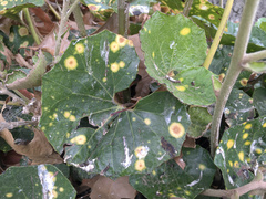 Ligularia