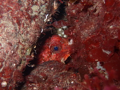 Hemilepidotus hemilepidotus