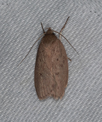 Eulechria convictella