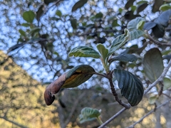 Cercocarpus traskiae