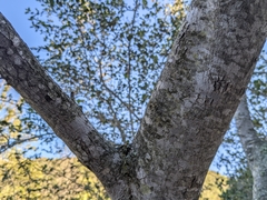 Cercocarpus traskiae