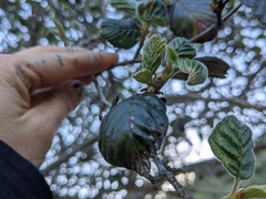 Cercocarpus traskiae