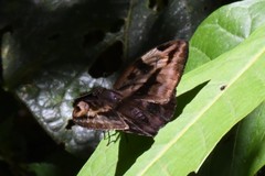 Achlyodes busirus