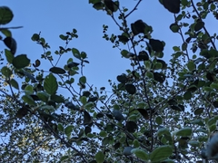 Cercocarpus traskiae