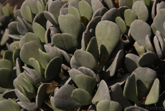 Kalanchoe integrifolia