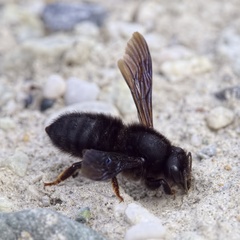 Megachile parietina