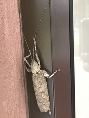 Cymatomera denticollis