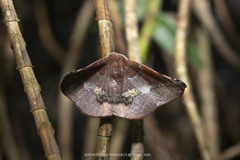 Garaeus conspicienda