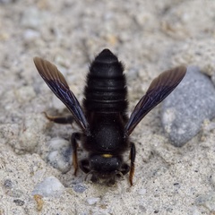 Megachile parietina
