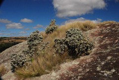 Kalanchoe integrifolia