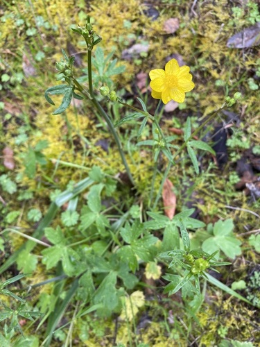 Sacramento Valley Buttercup