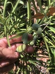Podocarpus drouynianus