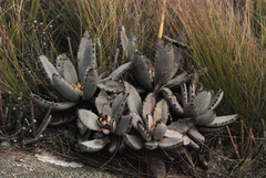 Kalanchoe tomentosa