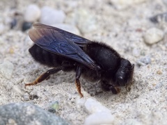 Megachile parietina