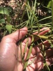 Podocarpus drouynianus