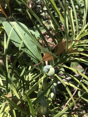 Podocarpus drouynianus