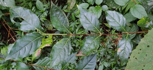 Image of Bengal Coffee (Coffea benghalensis) by (c) T R Shankar Raman, some rights reserved (CC BY)