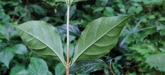 Coffea benghalensis